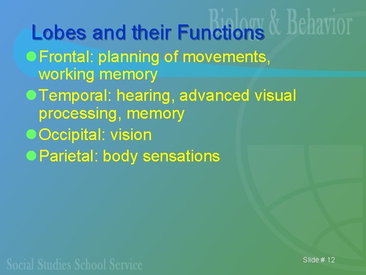 Lobes and their Functions l Frontal: planning of movements, working memory l Temporal: hearing,