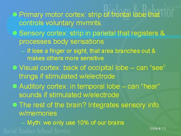 l Primary motor cortex: strip of frontal lobe that controls voluntary mvmnts. l Sensory