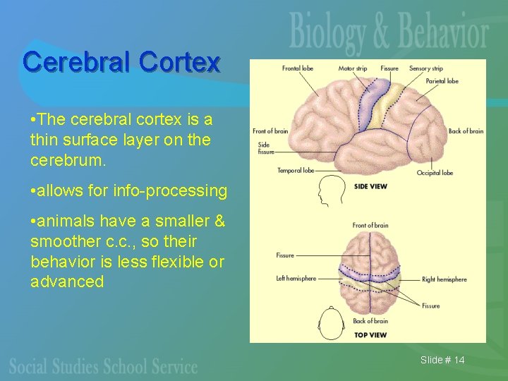 Cerebral Cortex • The cerebral cortex is a thin surface layer on the cerebrum.