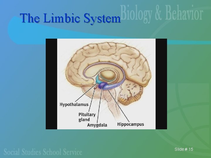The Limbic System Slide # 15 
