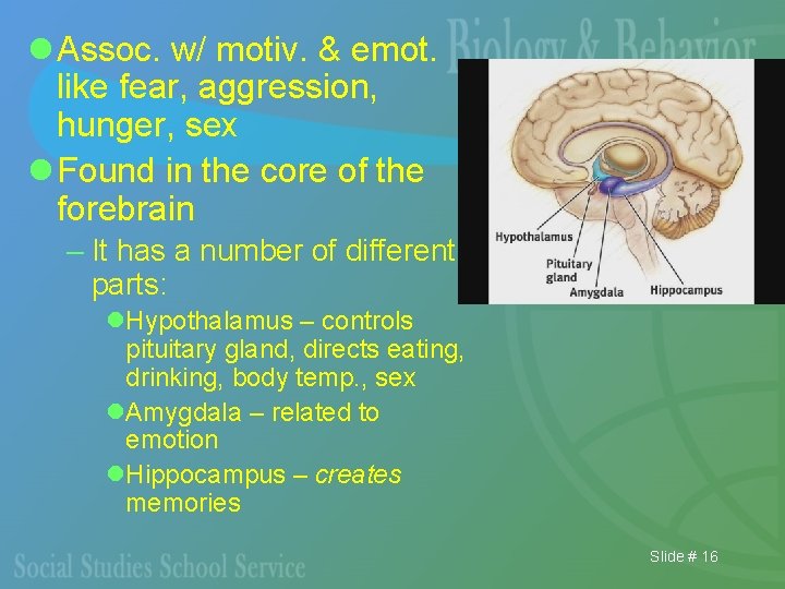l Assoc. w/ motiv. & emot. like fear, aggression, hunger, sex l Found in