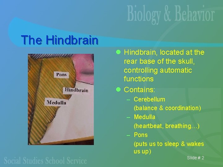 The Hindbrain l Hindbrain, located at the rear base of the skull, controlling automatic