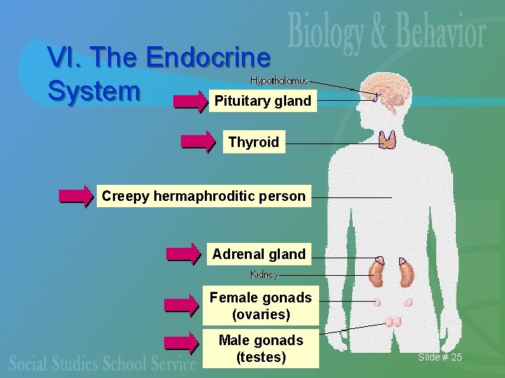 VI. The Endocrine System Pituitary gland Thyroid Creepy hermaphroditic person Adrenal gland Female gonads