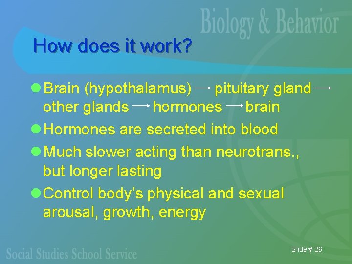 How does it work? l Brain (hypothalamus) pituitary gland other glands hormones brain l
