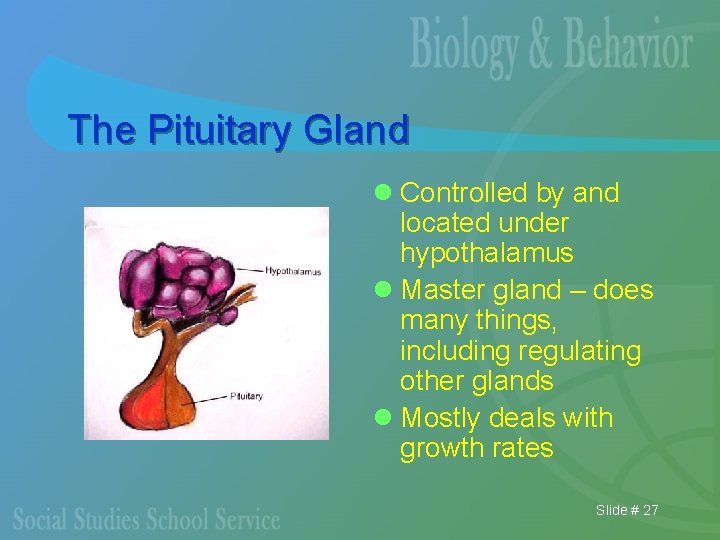 The Pituitary Gland l Controlled by and located under hypothalamus l Master gland –