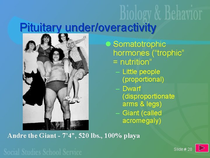 Pituitary under/overactivity l Somatotrophic hormones (“trophic” = nutrition” – Little people (proportional) – Dwarf