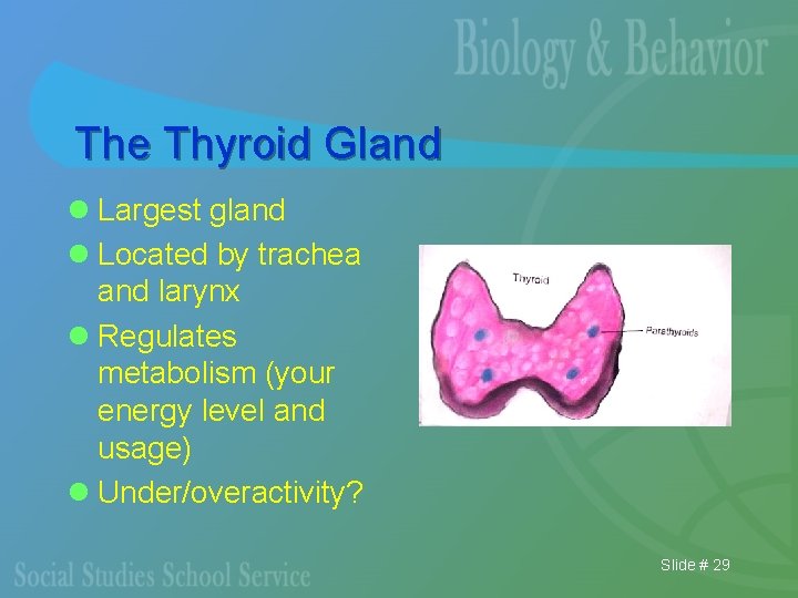 The Thyroid Gland l Largest gland l Located by trachea and larynx l Regulates
