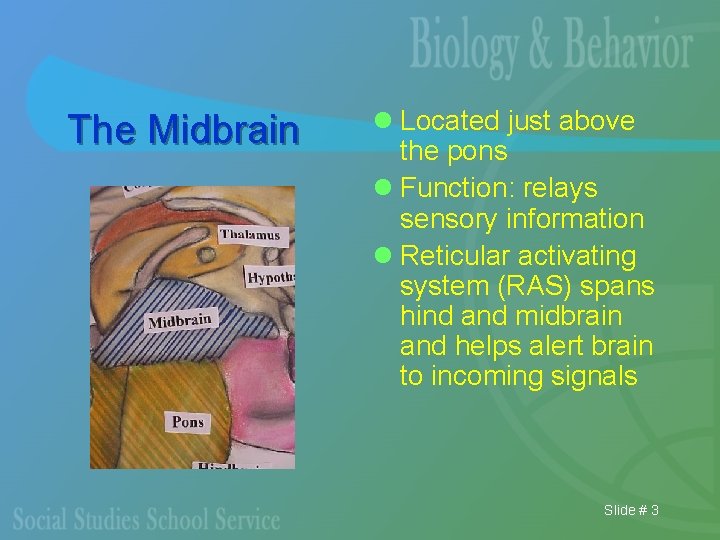 The Midbrain l Located just above the pons l Function: relays sensory information l