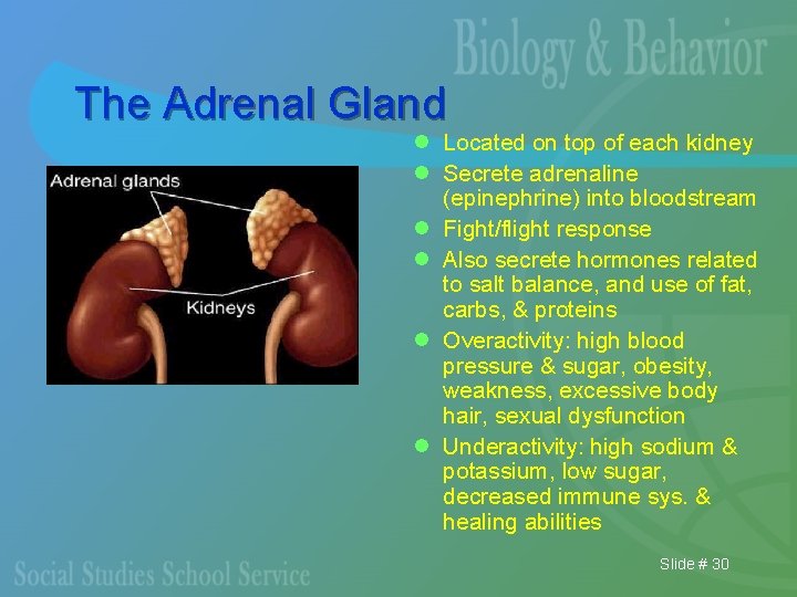 The Adrenal Gland l Located on top of each kidney l Secrete adrenaline (epinephrine)