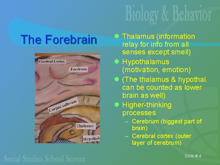 The Forebrain l Thalamus (information relay for info from all senses except smell) l