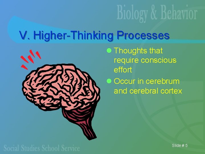 V. Higher-Thinking Processes l Thoughts that require conscious effort l Occur in cerebrum and