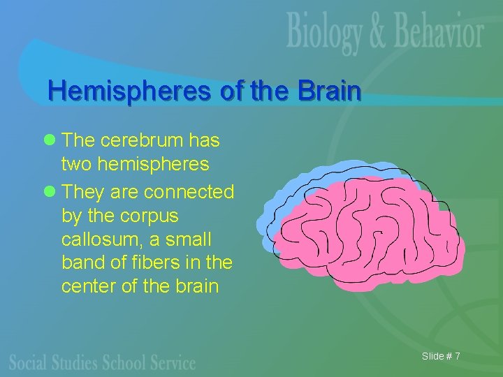 Hemispheres of the Brain l The cerebrum has two hemispheres l They are connected