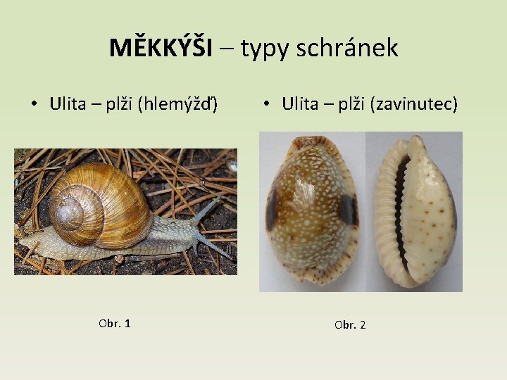 MĚKKÝŠI – typy schránek • Ulita – plži (hlemýžď) Obr. 1 • Ulita –