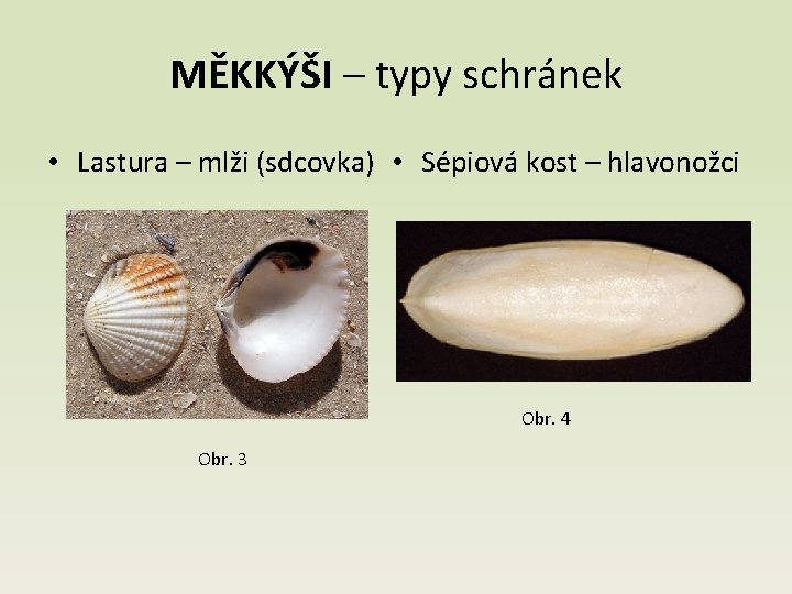 MĚKKÝŠI – typy schránek • Lastura – mlži (sdcovka) • Sépiová kost – hlavonožci