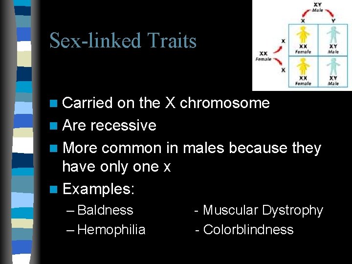 Sex-linked Traits n Carried on the X chromosome n Are recessive n More common