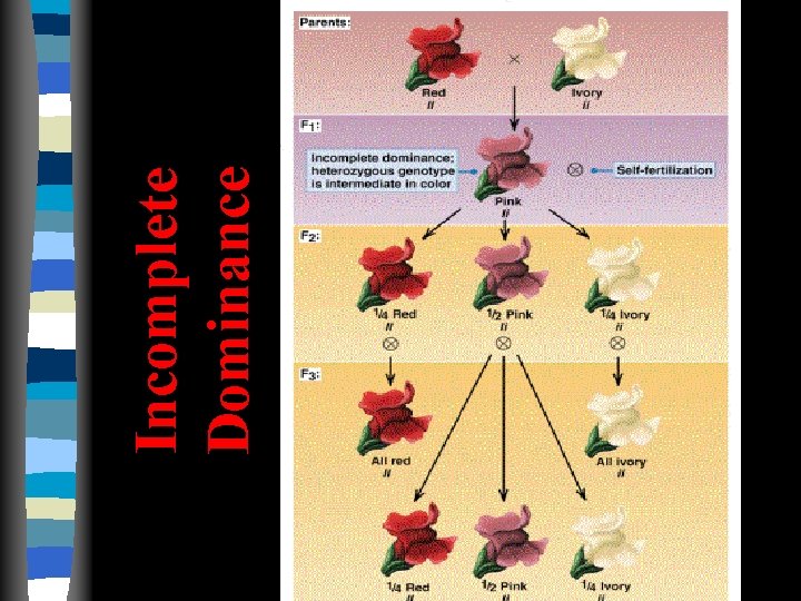 Incomplete Dominance Incomplete Dominance