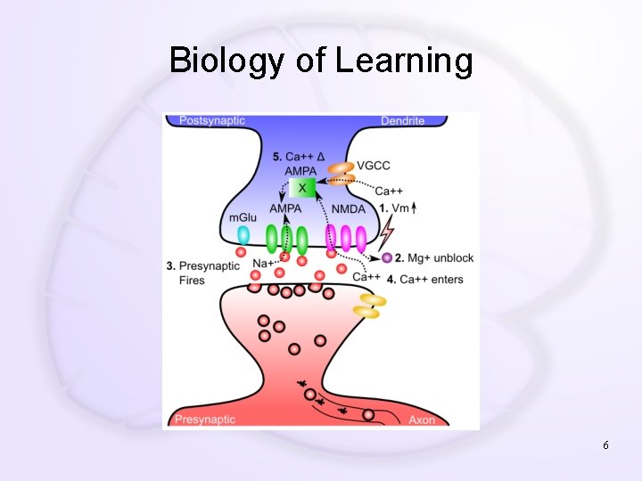 Biology of Learning 6 