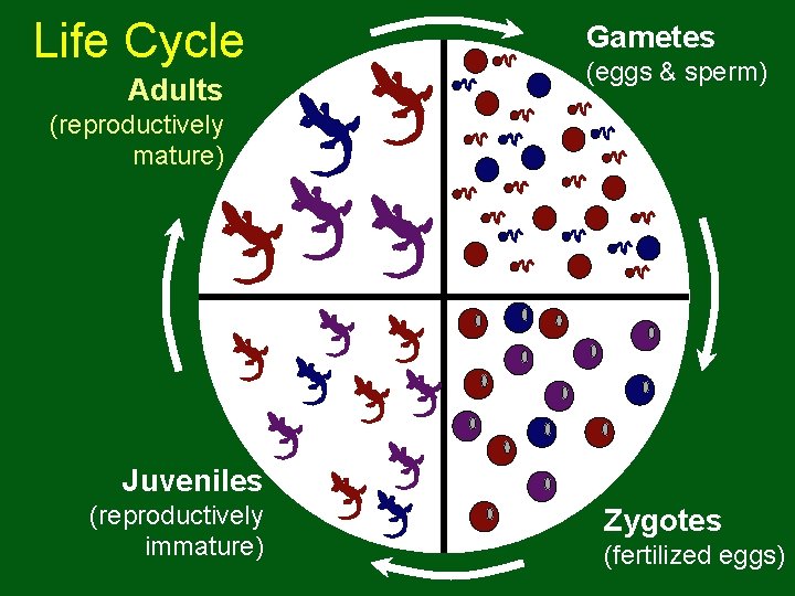 Life Cycle Adults Gametes (eggs & sperm) (reproductively mature) Juveniles (reproductively immature) Zygotes (fertilized Life Cycle Adults Gametes (eggs & sperm) (reproductively mature) Juveniles (reproductively immature) Zygotes (fertilized