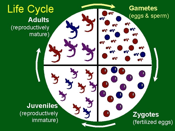 Life Cycle Adults Gametes (eggs & sperm) (reproductively mature) Juveniles (reproductively immature) Zygotes (fertilized Life Cycle Adults Gametes (eggs & sperm) (reproductively mature) Juveniles (reproductively immature) Zygotes (fertilized