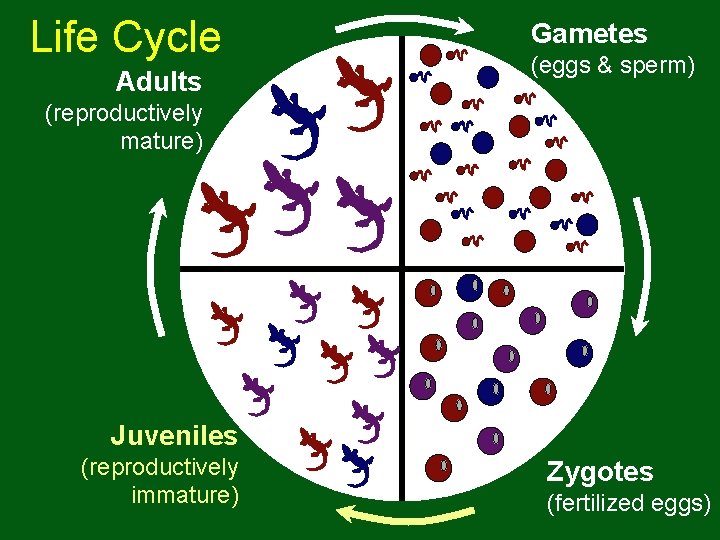 Life Cycle Adults Gametes (eggs & sperm) (reproductively mature) Juveniles (reproductively immature) Zygotes (fertilized Life Cycle Adults Gametes (eggs & sperm) (reproductively mature) Juveniles (reproductively immature) Zygotes (fertilized