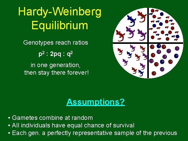 Hardy-Weinberg Equilibrium Genotypes reach ratios p 2 : 2 pq : q 2 in Hardy-Weinberg Equilibrium Genotypes reach ratios p 2 : 2 pq : q 2 in