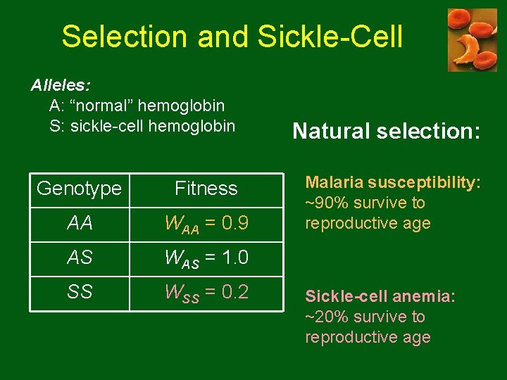 Selection and Sickle-Cell Alleles: A: “normal” hemoglobin S: sickle-cell hemoglobin Genotype Fitness AA WAA Selection and Sickle-Cell Alleles: A: “normal” hemoglobin S: sickle-cell hemoglobin Genotype Fitness AA WAA