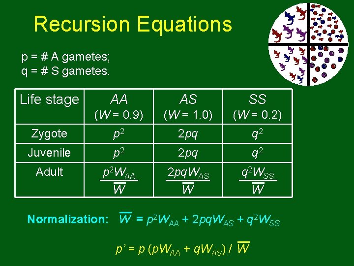 Recursion Equations p = # A gametes; q = # S gametes. Life stage Recursion Equations p = # A gametes; q = # S gametes. Life stage