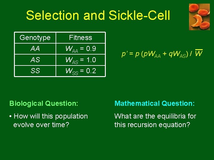 Selection and Sickle-Cell Genotype Fitness AA WAA = 0. 9 AS WAS = 1. Selection and Sickle-Cell Genotype Fitness AA WAA = 0. 9 AS WAS = 1.