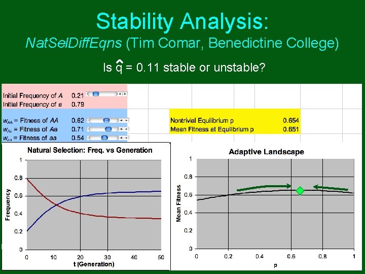 Stability Analysis: Nat. Sel. Diff. Eqns (Tim Comar, Benedictine College) Is q = 0. Stability Analysis: Nat. Sel. Diff. Eqns (Tim Comar, Benedictine College) Is q = 0.