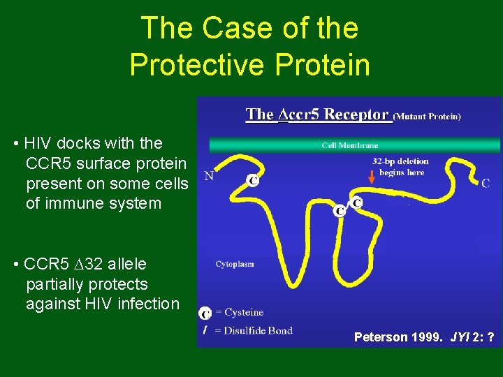 The Case of the Protective Protein • HIV docks with the CCR 5 surface The Case of the Protective Protein • HIV docks with the CCR 5 surface