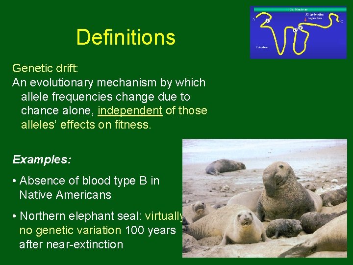 Definitions Genetic drift: An evolutionary mechanism by which allele frequencies change due to chance Definitions Genetic drift: An evolutionary mechanism by which allele frequencies change due to chance