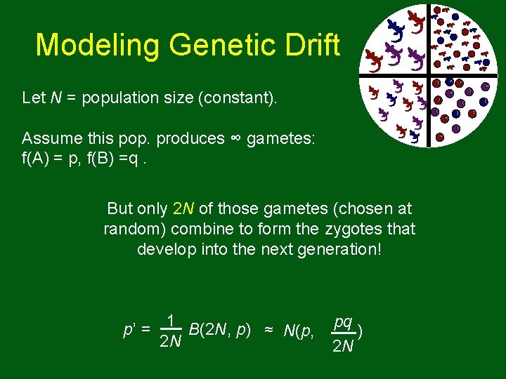 Modeling Genetic Drift Let N = population size (constant). Assume this pop. produces ∞ Modeling Genetic Drift Let N = population size (constant). Assume this pop. produces ∞