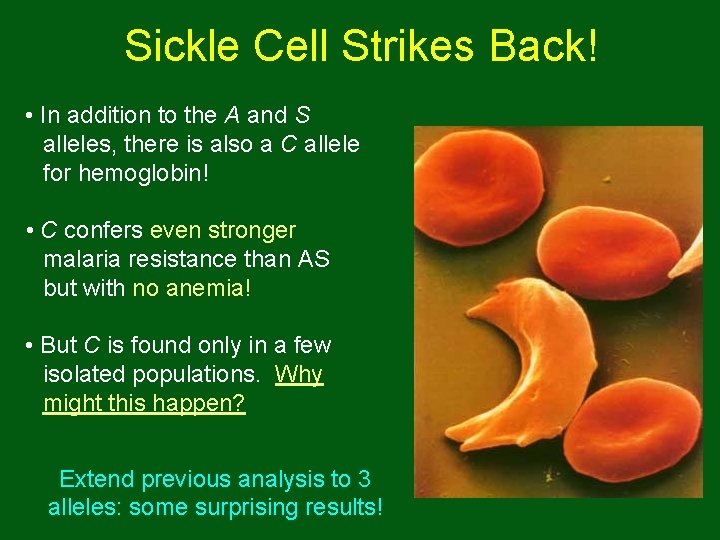 Sickle Cell Strikes Back! • In addition to the A and S alleles, there Sickle Cell Strikes Back! • In addition to the A and S alleles, there