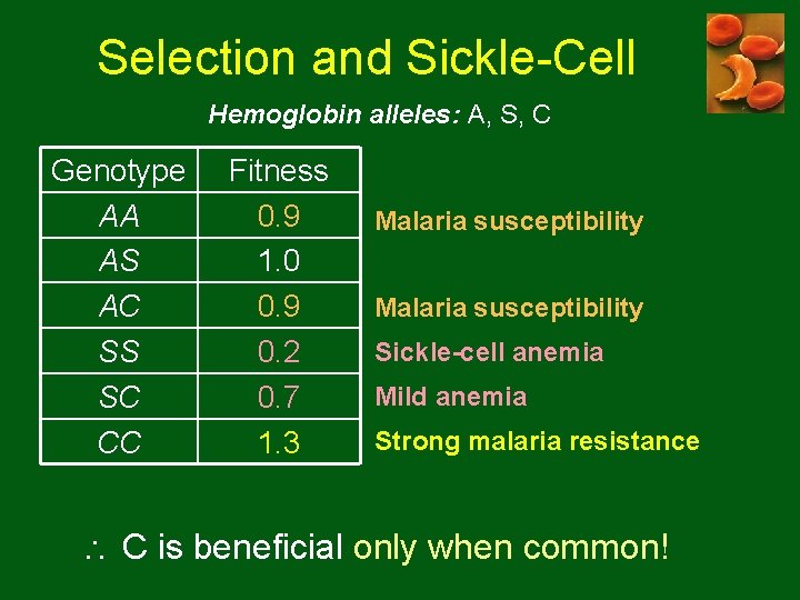 Selection and Sickle-Cell Hemoglobin alleles: A, S, C Genotype AA AS AC SS SC Selection and Sickle-Cell Hemoglobin alleles: A, S, C Genotype AA AS AC SS SC