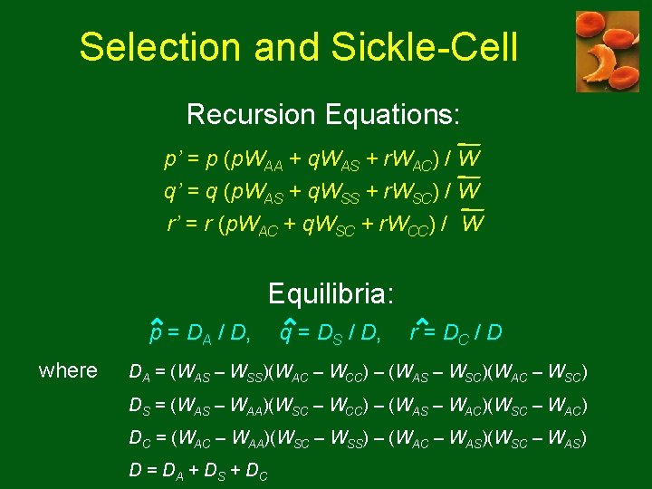 Selection and Sickle-Cell Recursion Equations: p’ = p (p. WAA + q. WAS + Selection and Sickle-Cell Recursion Equations: p’ = p (p. WAA + q. WAS +
