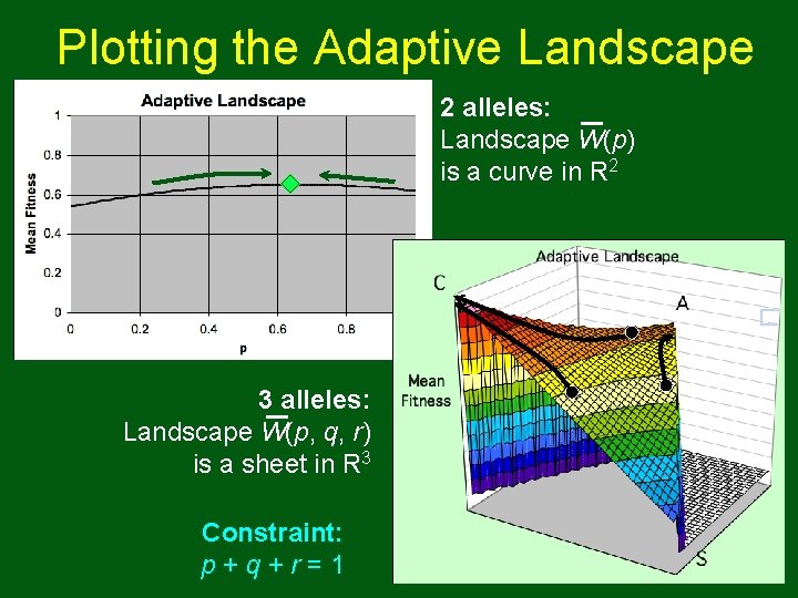 Plotting the Adaptive Landscape 2 alleles: Landscape W(p) is a curve in R 2 Plotting the Adaptive Landscape 2 alleles: Landscape W(p) is a curve in R 2