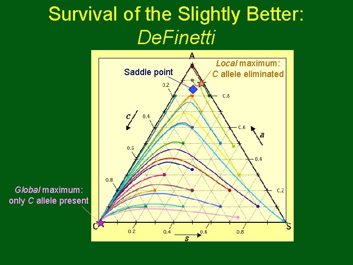 Survival of the Slightly Better: De. Finetti Saddle point Global maximum: only C allele Survival of the Slightly Better: De. Finetti Saddle point Global maximum: only C allele