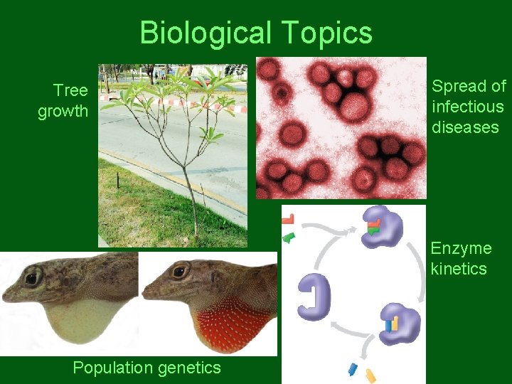 Biological Topics Tree growth Spread of infectious diseases Enzyme kinetics Population genetics Biological Topics Tree growth Spread of infectious diseases Enzyme kinetics Population genetics