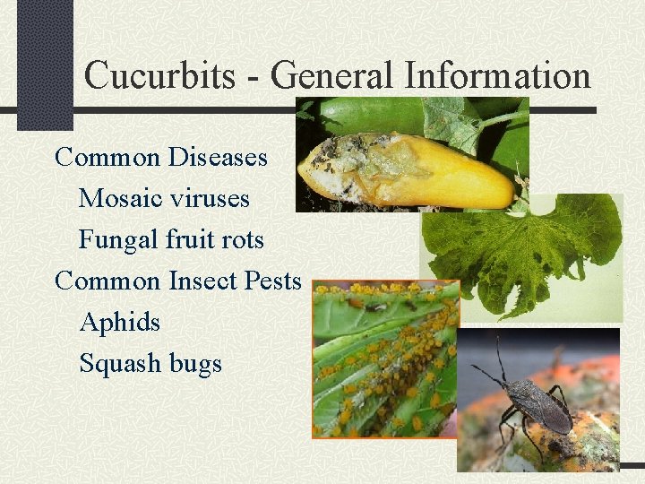 Cucurbits - General Information Common Diseases Mosaic viruses Fungal fruit rots Common Insect Pests