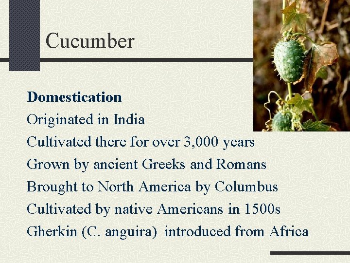 Cucumber Domestication Originated in India Cultivated there for over 3, 000 years Grown by