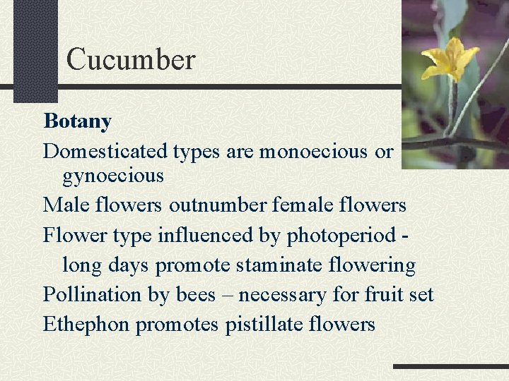 Cucumber Botany Domesticated types are monoecious or gynoecious Male flowers outnumber female flowers Flower