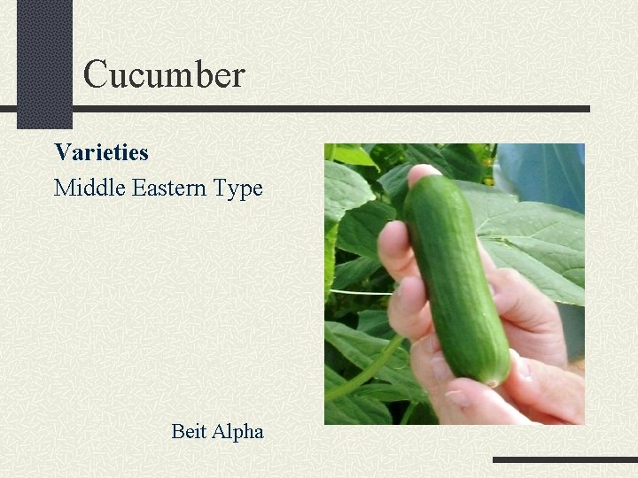 Cucumber Varieties Middle Eastern Type Beit Alpha 