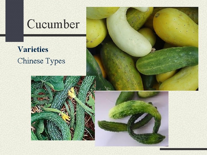 Cucumber Varieties Chinese Types 