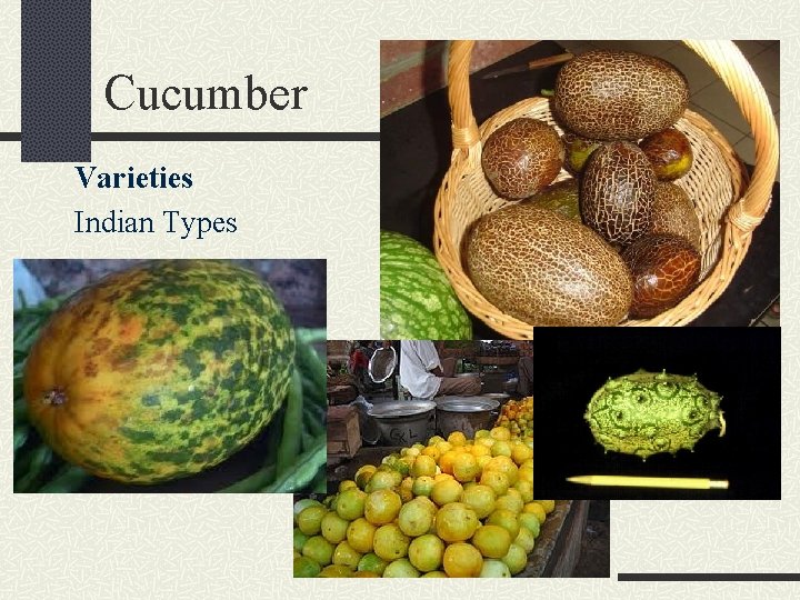 Cucumber Varieties Indian Types 