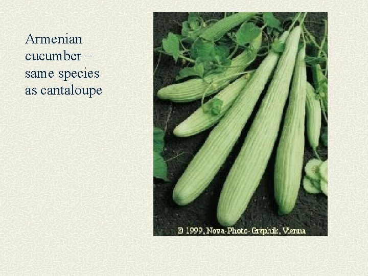 Armenian cucumber – same species as cantaloupe 