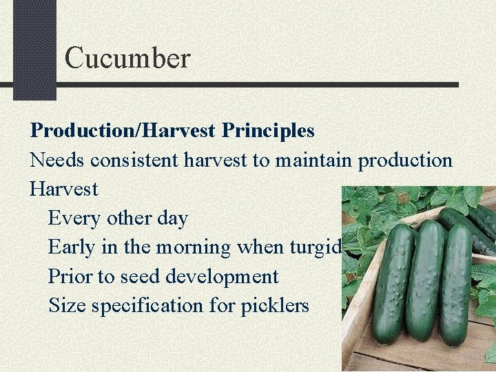 Cucumber Production/Harvest Principles Needs consistent harvest to maintain production Harvest Every other day Early