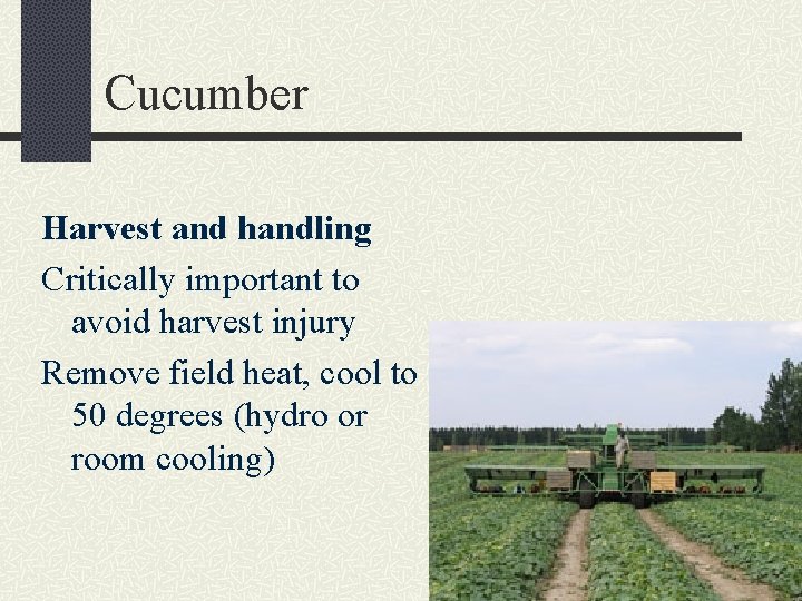 Cucumber Harvest and handling Critically important to avoid harvest injury Remove field heat, cool