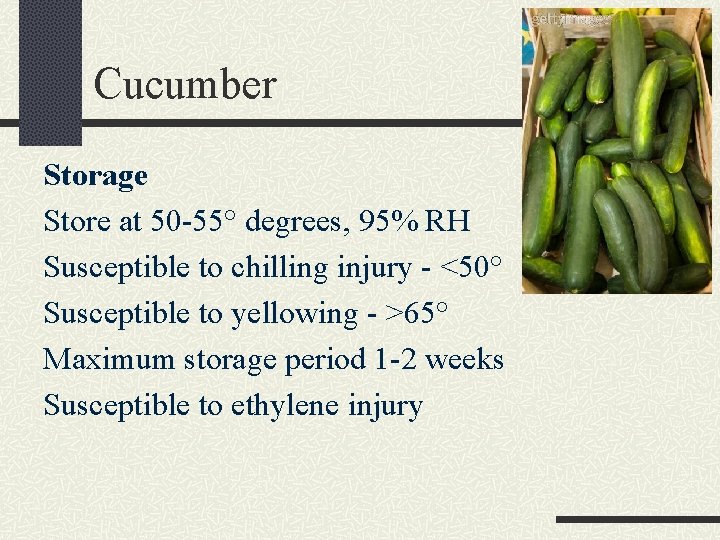 Cucumber Storage Store at 50 -55° degrees, 95% RH Susceptible to chilling injury -