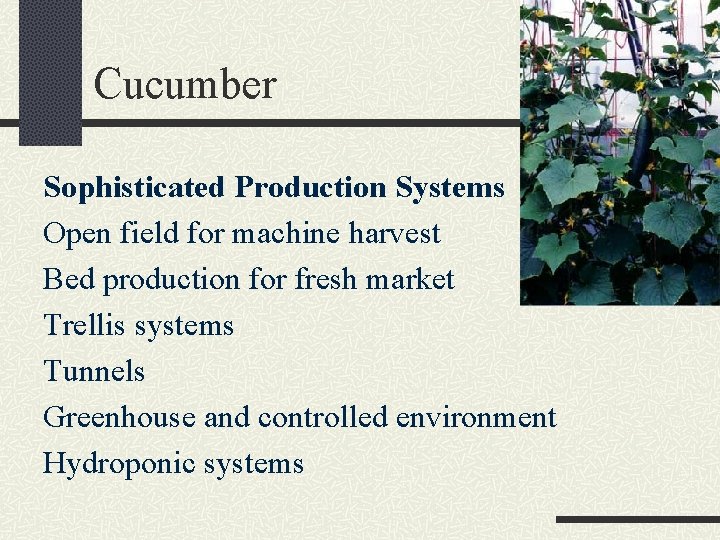 Cucumber Sophisticated Production Systems Open field for machine harvest Bed production for fresh market