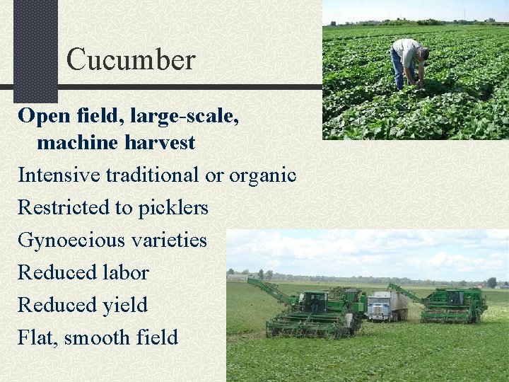 Cucumber Open field, large-scale, machine harvest Intensive traditional or organic Restricted to picklers Gynoecious